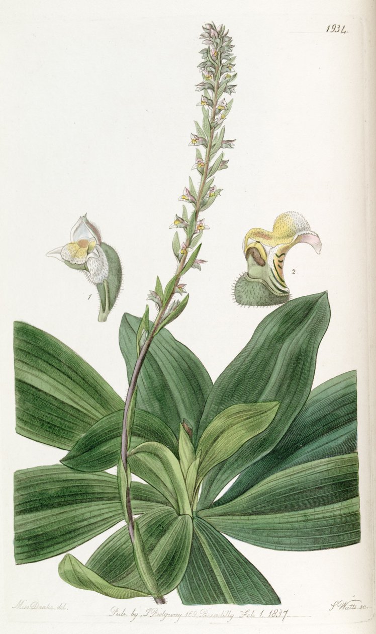Brachystele bracteosa von Miss Drake
