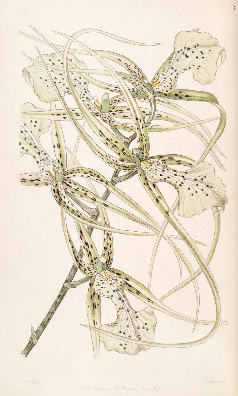 Brassia verrucosa von Miss Drake