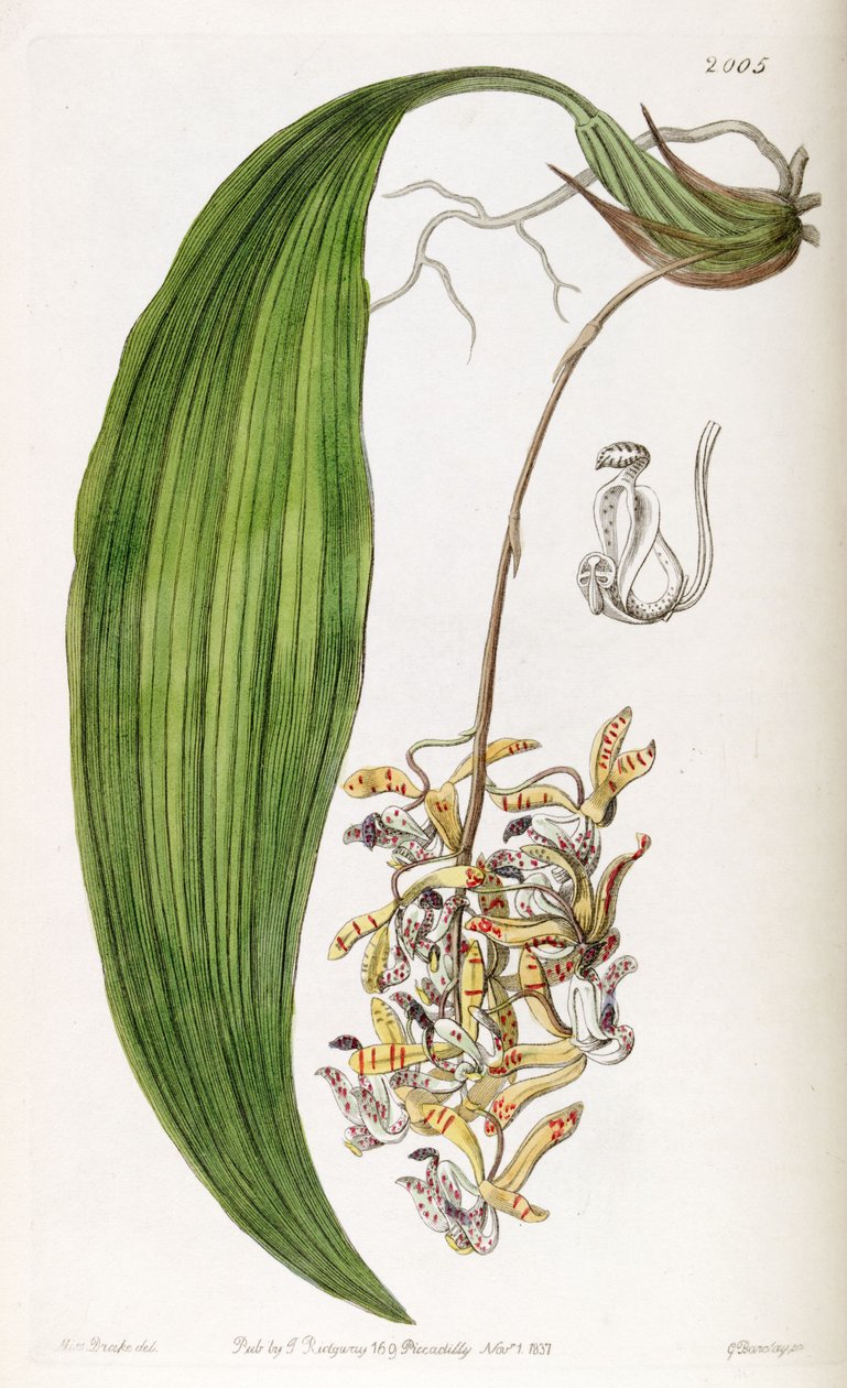 Cirrhaea loddigesii (als syn. Cirrhaea obtusata) von Miss Drake