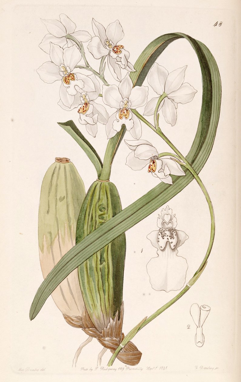 Cuitlauzina pulchella oder Odontoglossum pulchellum oder Osmoglossum pulchellum von Miss Drake