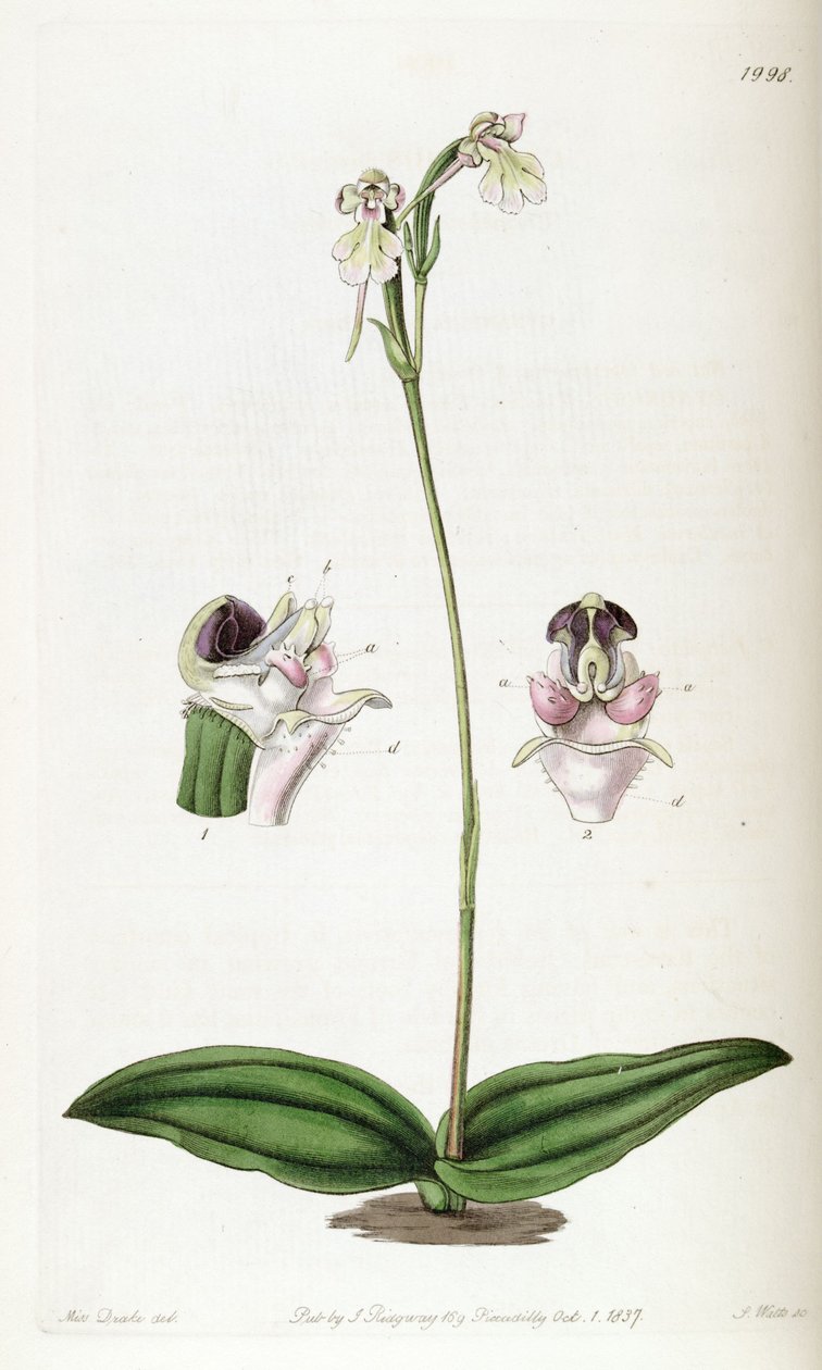Cynorkis fastigiata (geschrieben als Cynorchis fastigiata) von Miss Drake