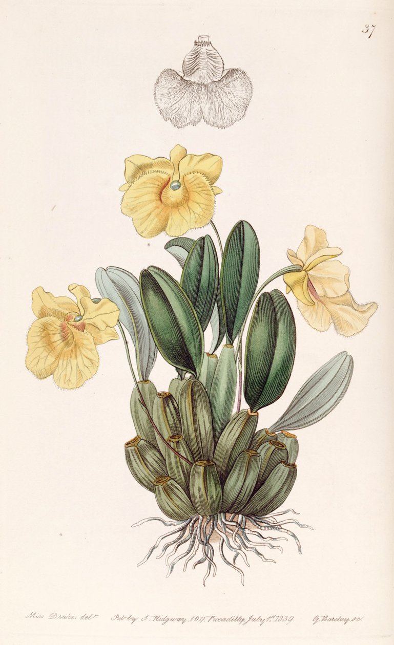 Dendrobium jenkinsii von Miss Drake