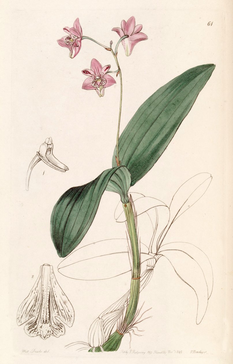 Dendrobium kingianum von Miss Drake