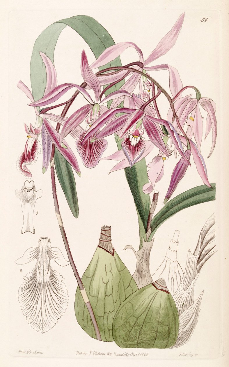 Encyclia adenocaula von Miss Drake