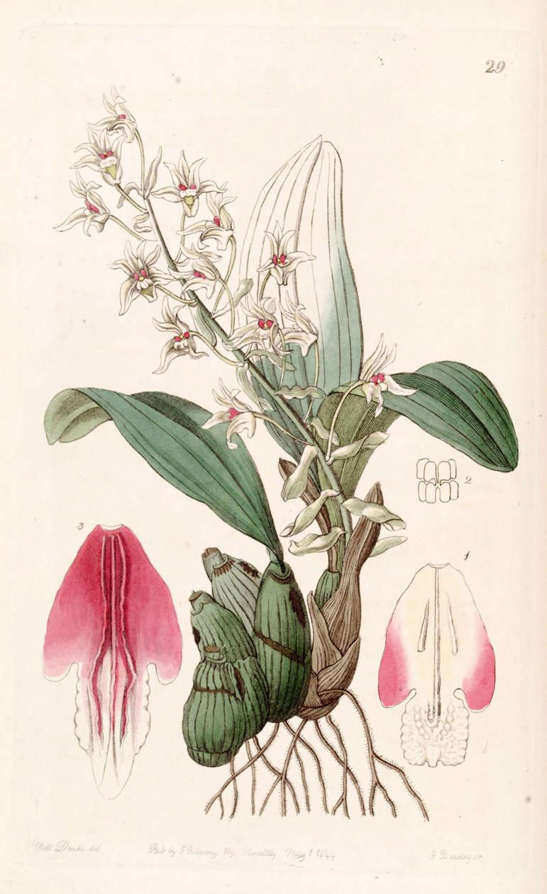 Eria bractescens von Miss Drake
