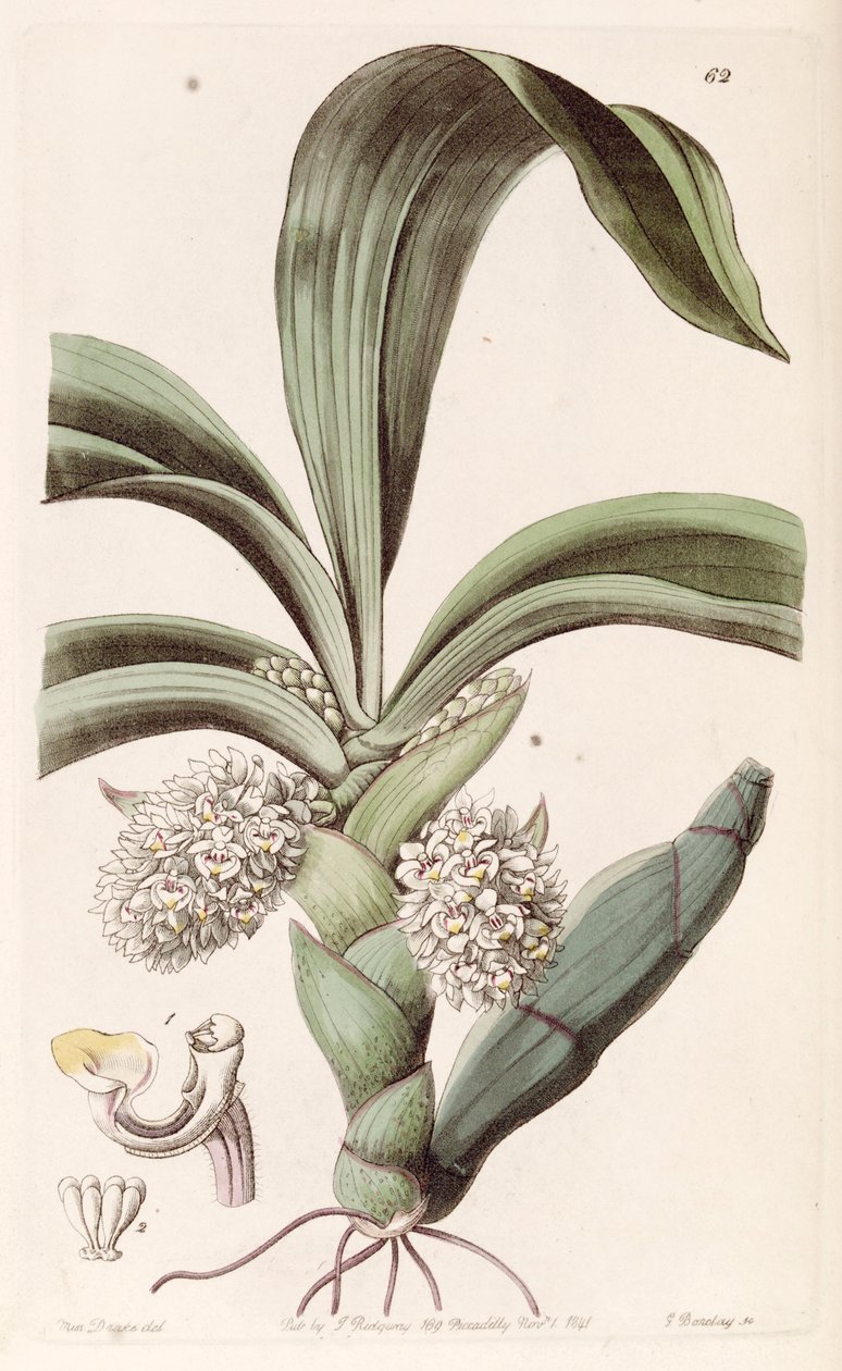 Eria spicata von Miss Drake