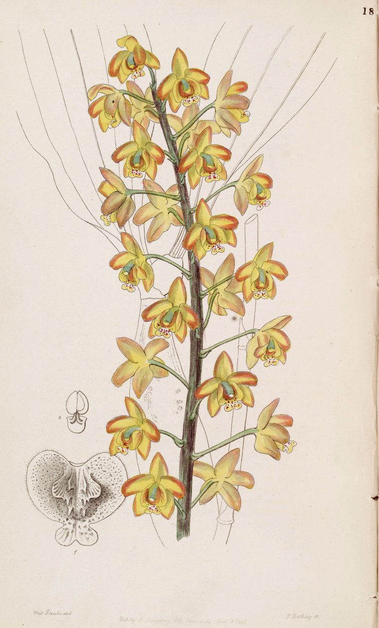 Eriopsis biloba von Miss Drake