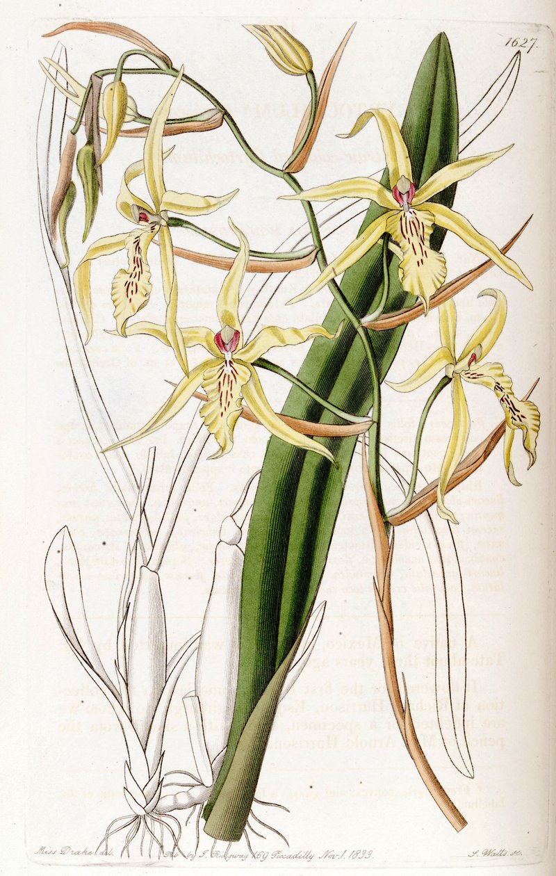 Miltonia flavescens (als syn. Cyrtochilum flavescens) von Miss Drake