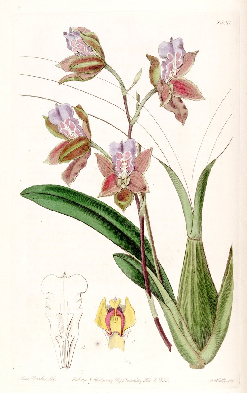 Miltonia russelliana (als syn. Oncidium russellianum) von Miss Drake