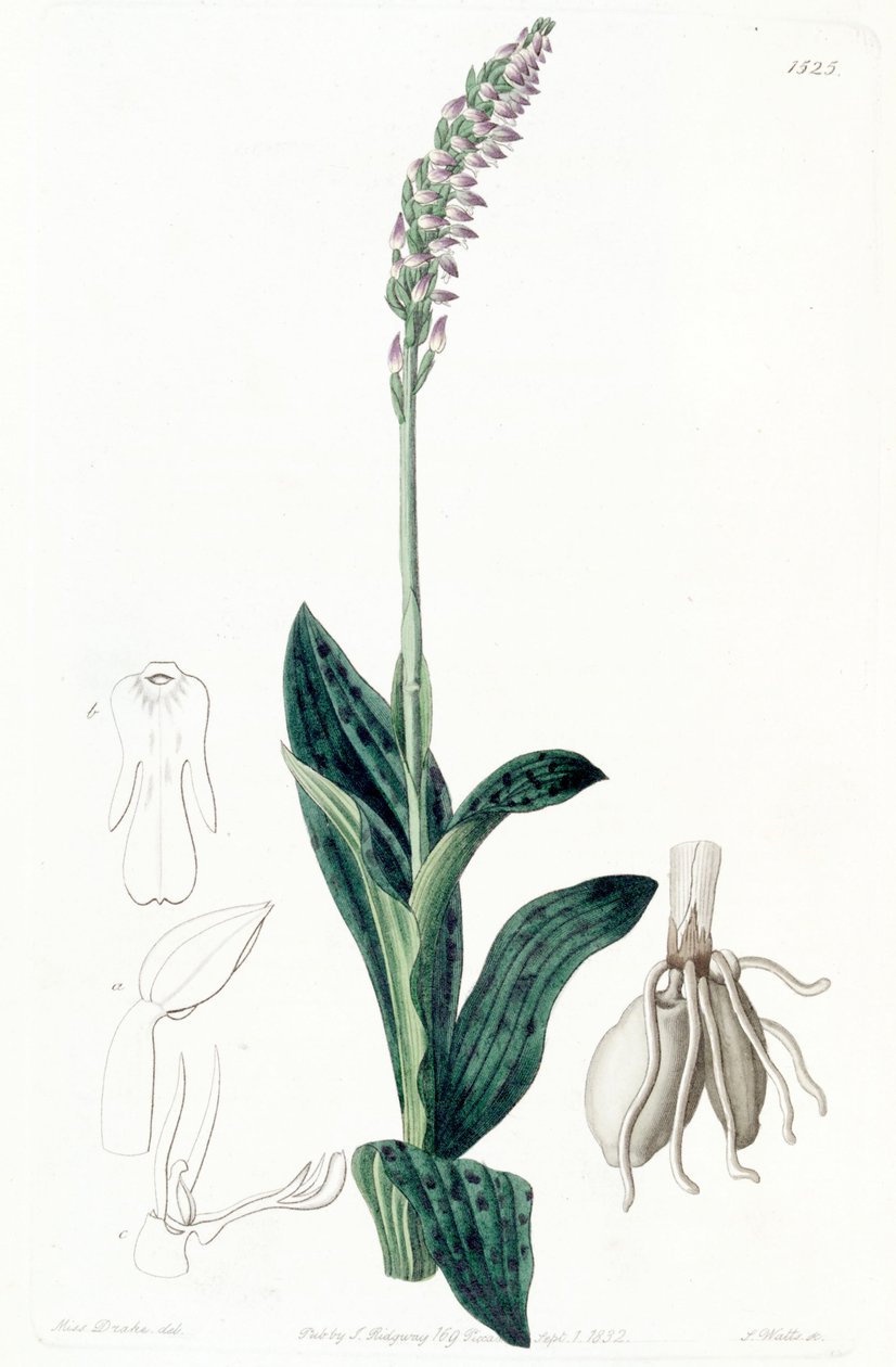 Neotinea maculata (als syn. Aceras secundiflorum) von Miss Drake
