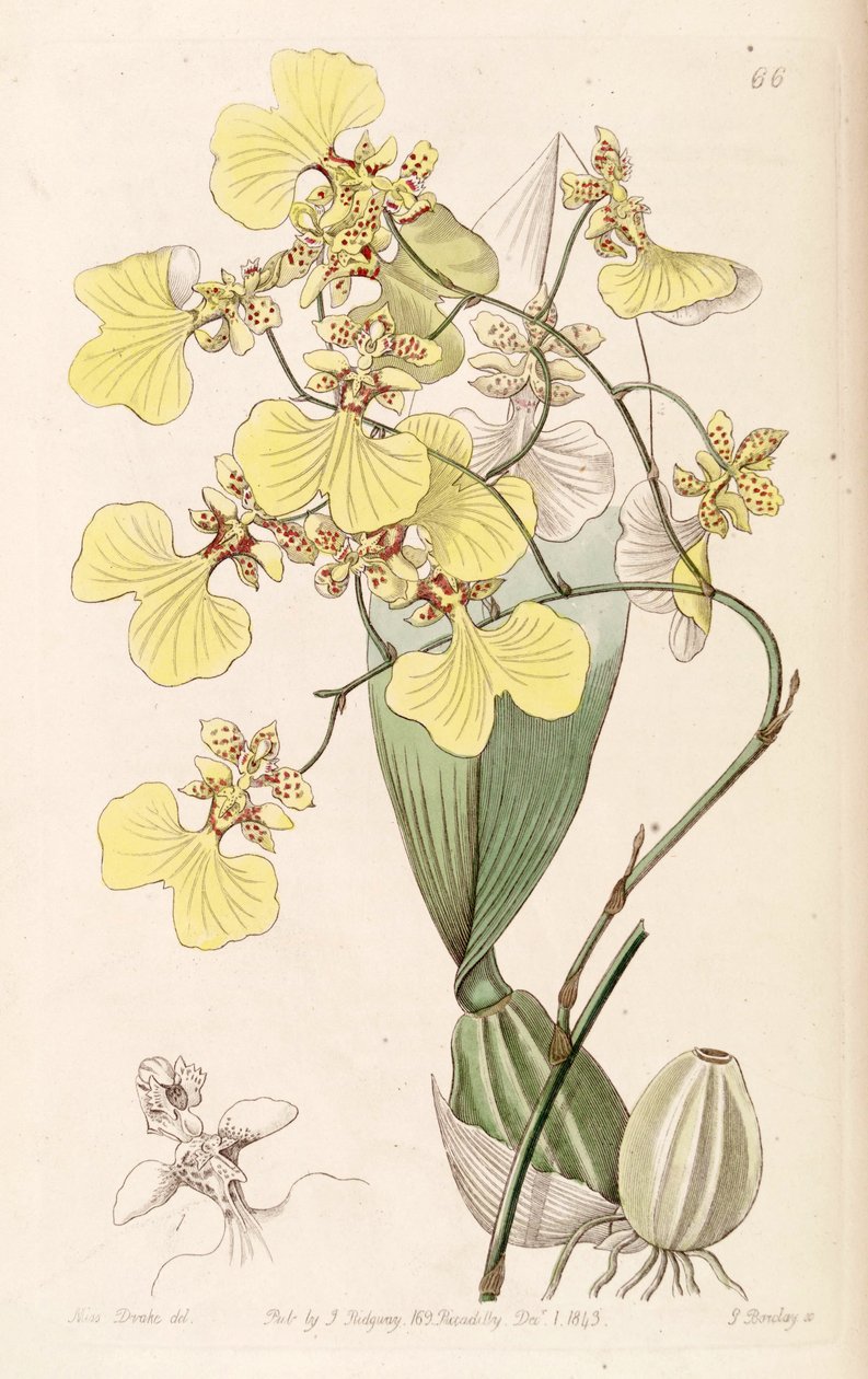 Oncidium bicolor von Miss Drake