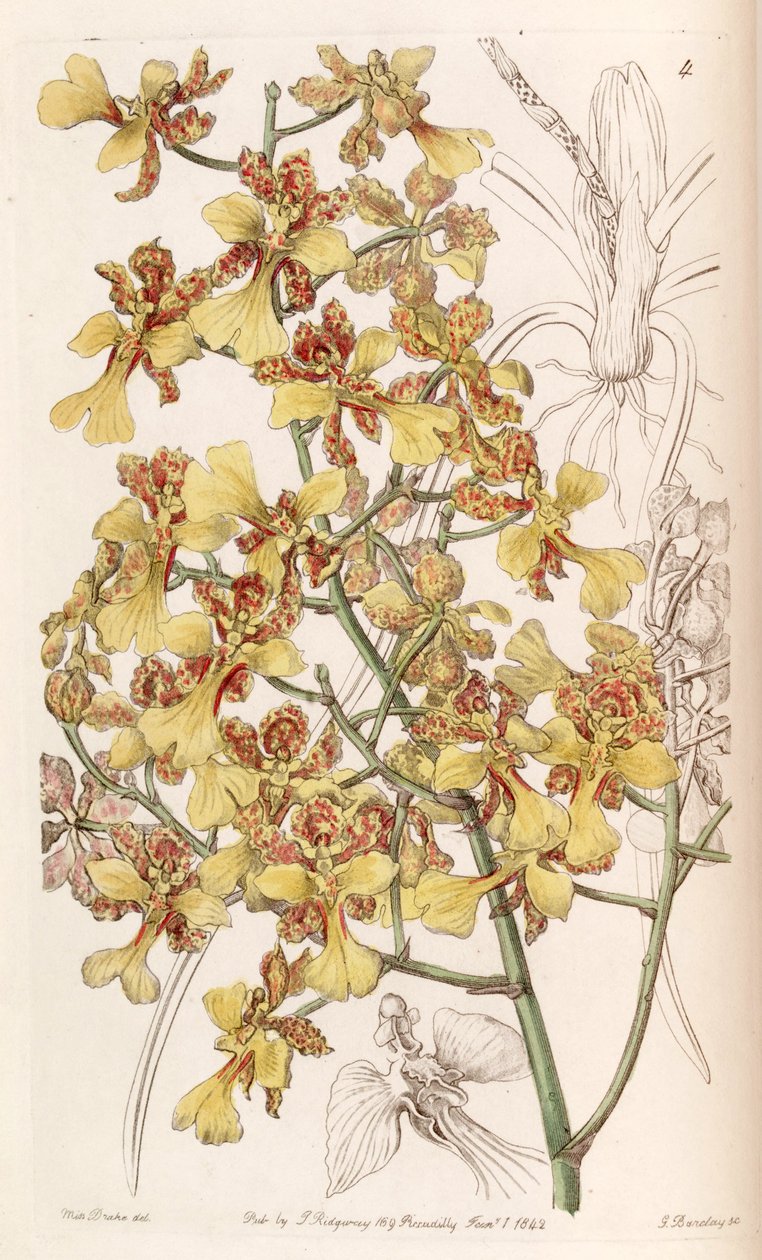 Oncidium cebolleta oder Trichocentrum cebolleta von Miss Drake