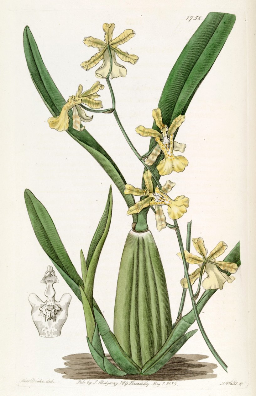 Oncidium citrinum von Miss Drake