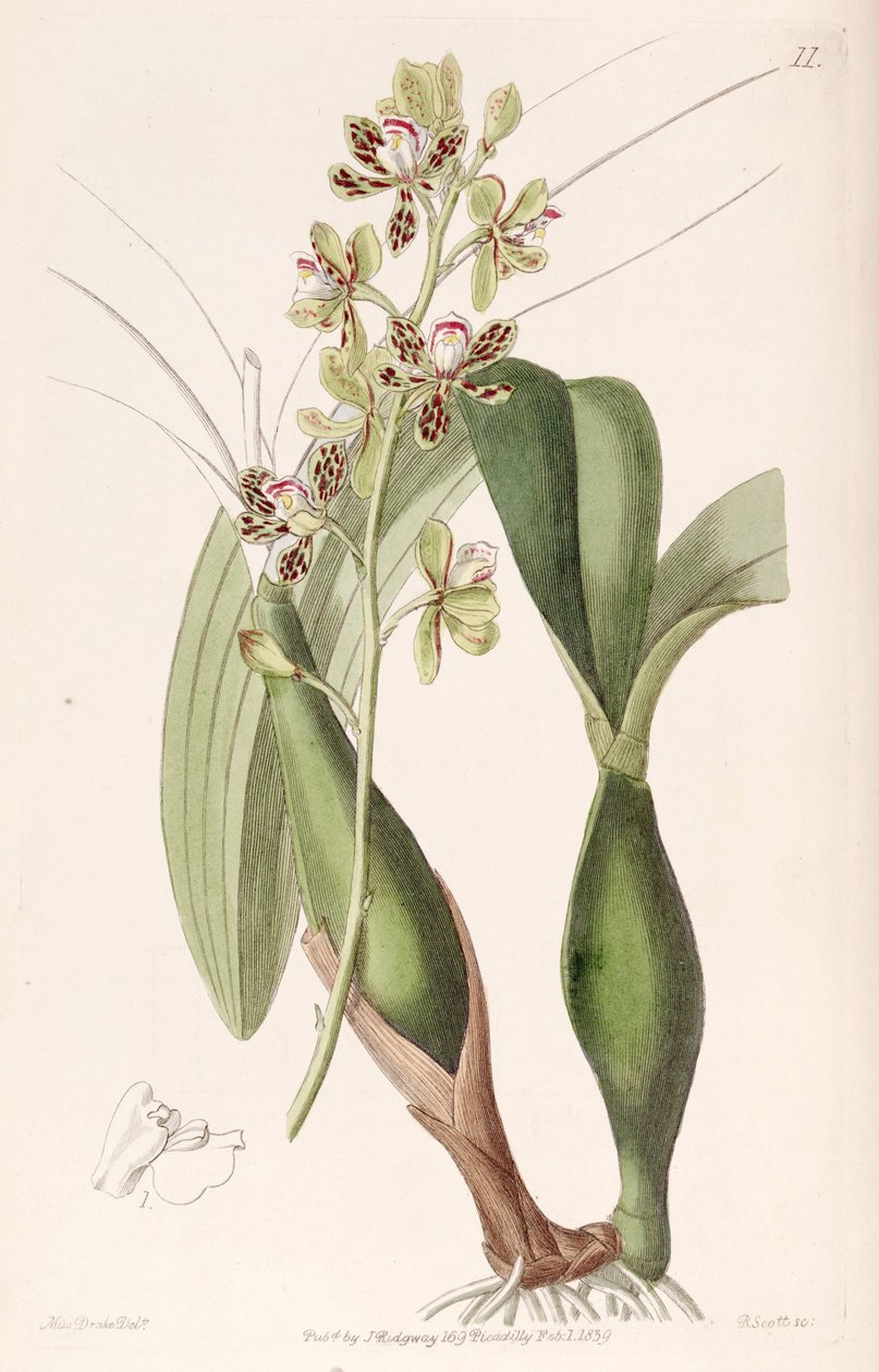 Prosthechea vespa von Miss Drake