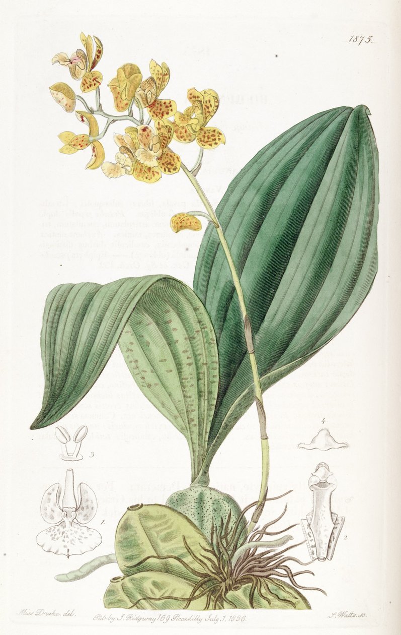 Rudolfiella aurantiaca von Miss Drake