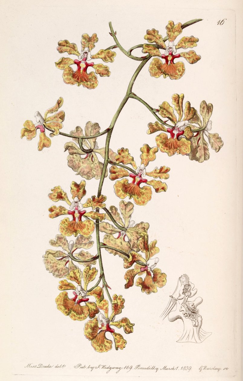 Tolumnia guttata (als syn. Oncidium luridum var. guttatum) von Miss Drake