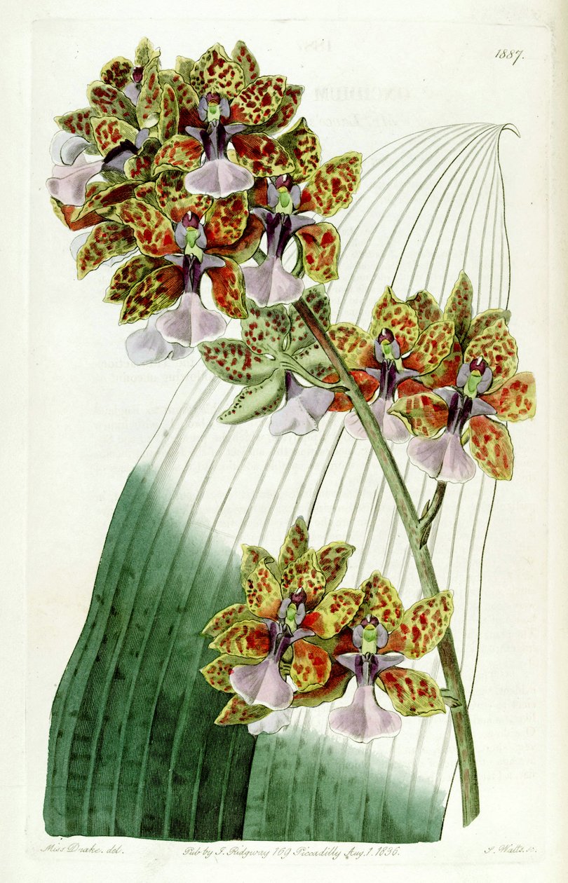 Trichocentrum lanceanum oder Oncidium lanceanum von Miss Drake