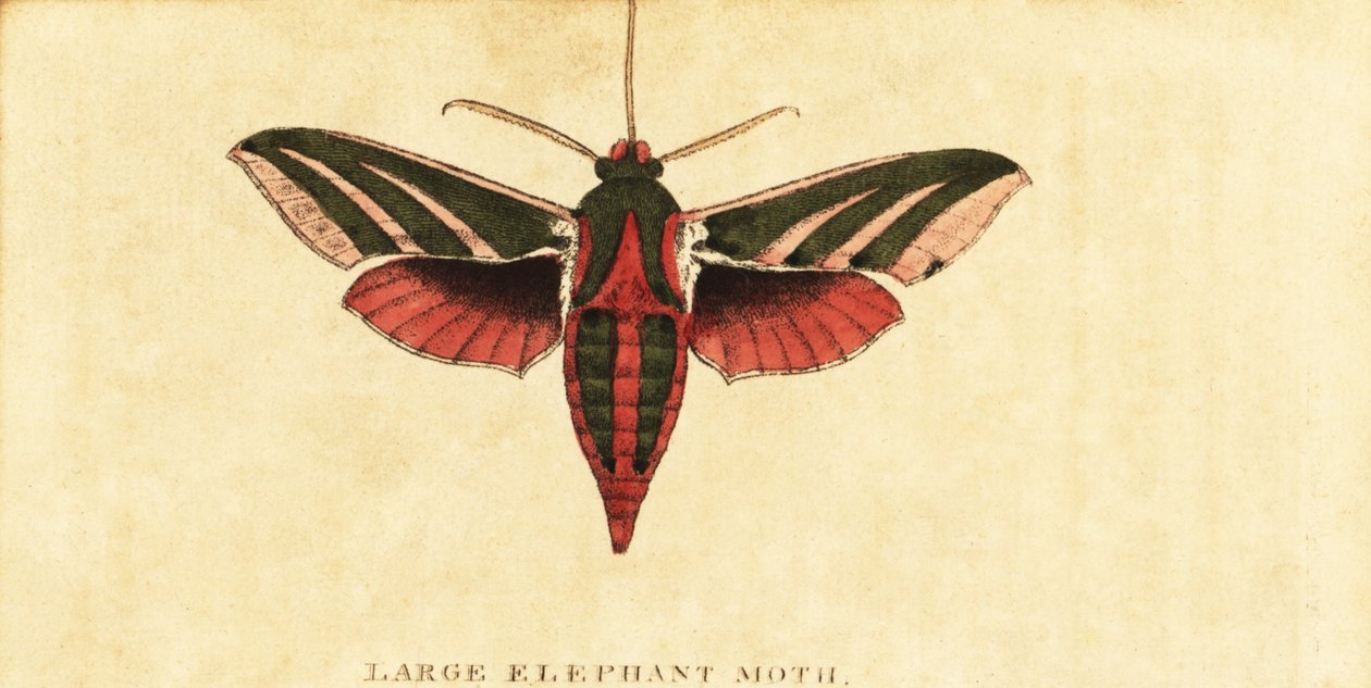 Elefanten-Rüssler, Deilephila elpenor (Gravur) von Moses Harris