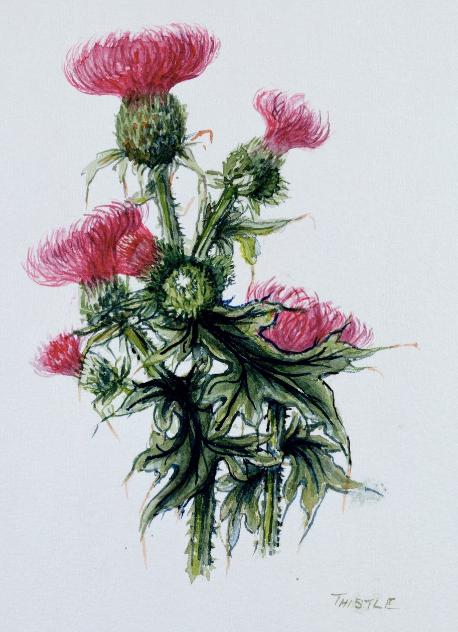 Schottische Distel von Nell Hill