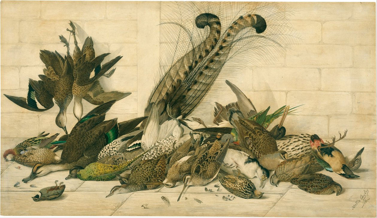 ohne Titel (Australische Wildvögel) von Neville Cayley