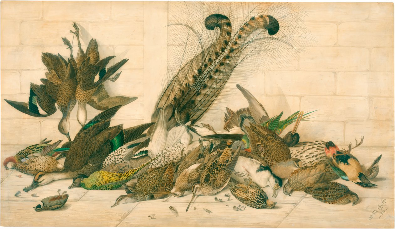 ohne Titel (Australische Wildvögel) von Neville Henry Cayley