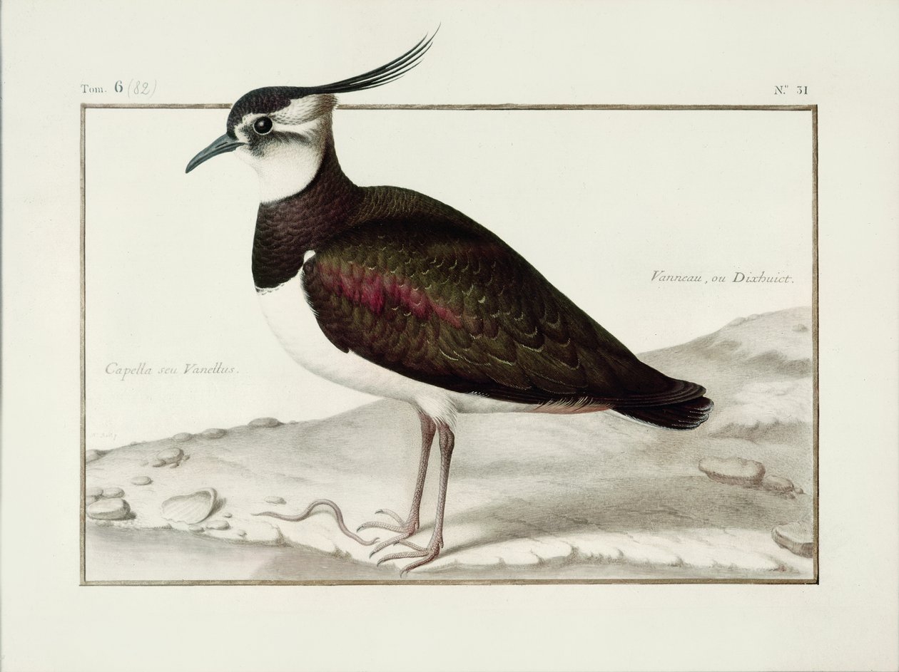 Ein Kiebitz von Nicolas Robert