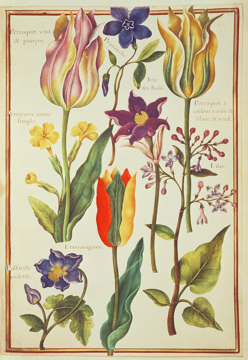 Blumenstudien von Nicolas Robert