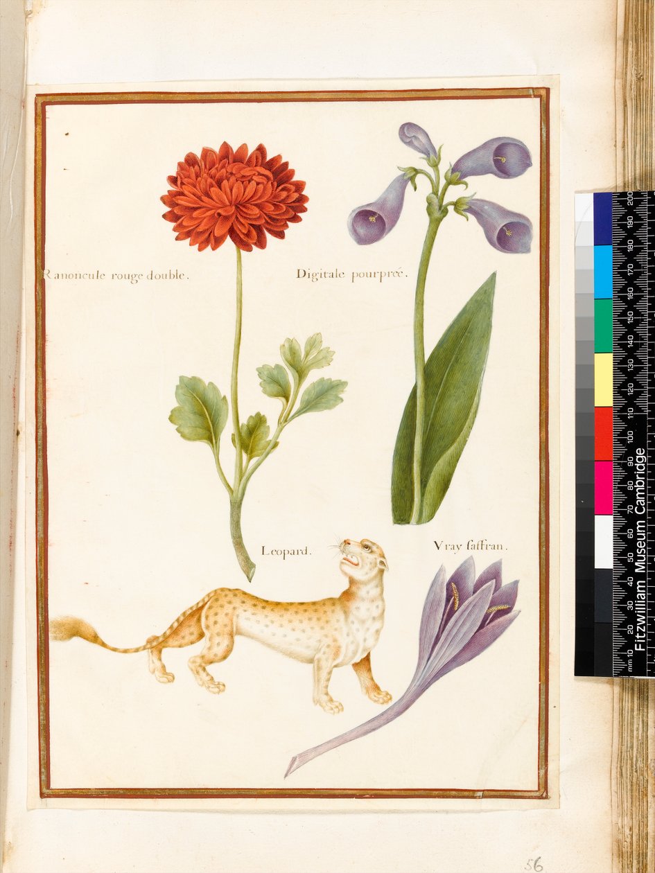 Ranunkel, Fingerhut, Herbstzeitlose und ein Leopard von Nicolas Robert