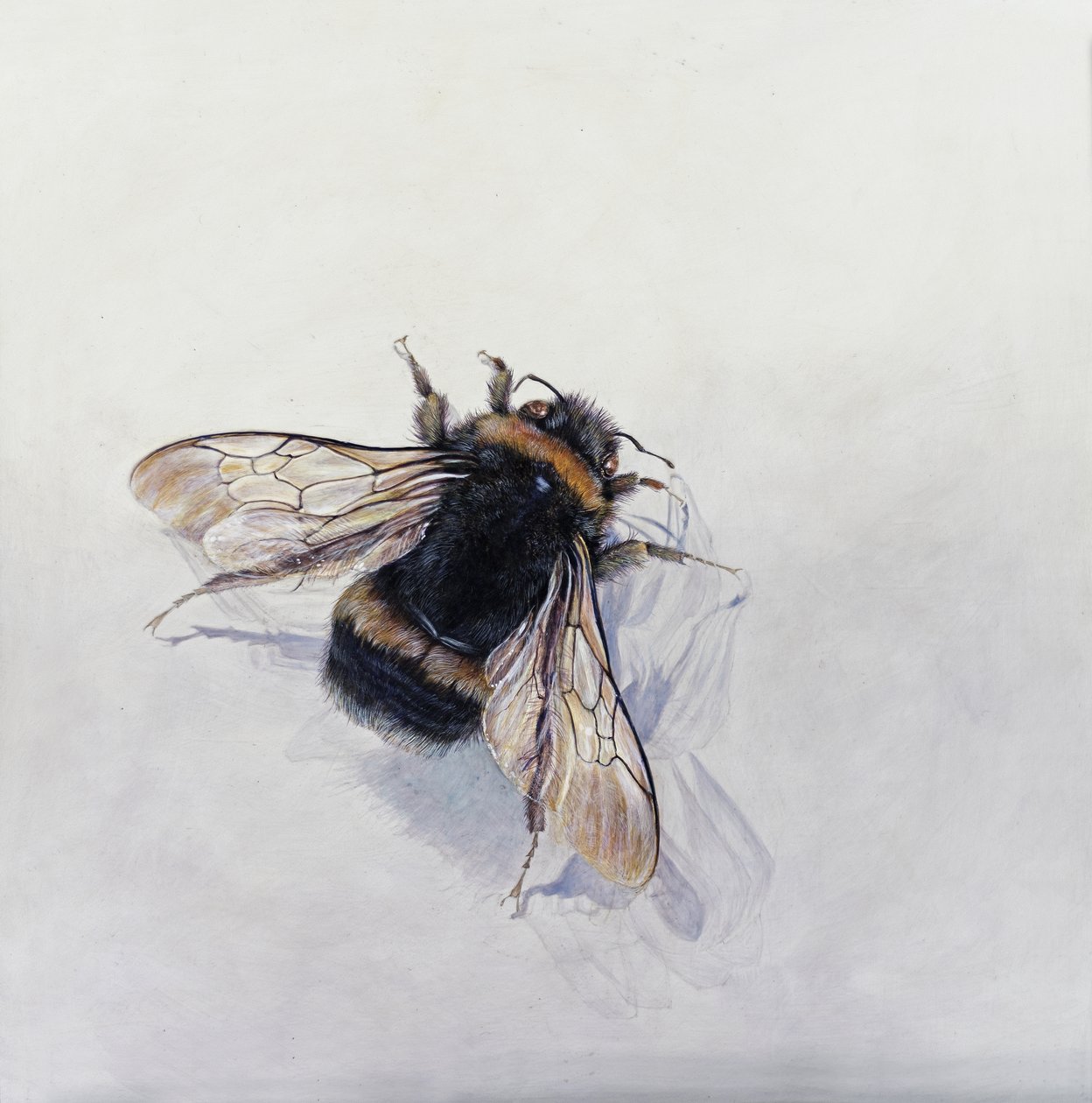 Bombus terrestris 11 von Odile Kidd
