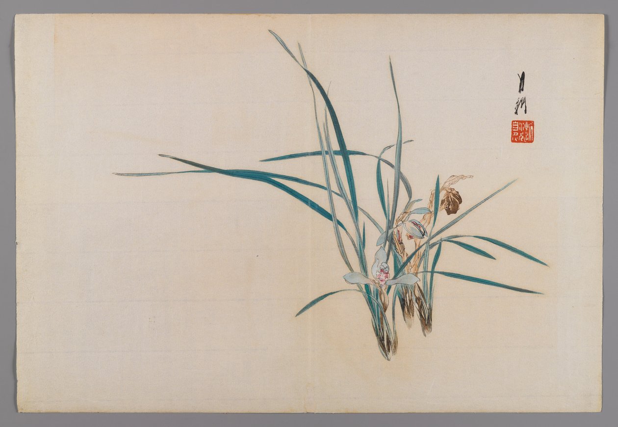 Orchideen, Albumseite aus einem Vogel- und Blumenbuch (Kacho), ca. 1890-1900 von Ogata Gekko