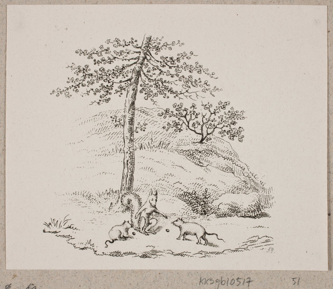Die Ratten und das Eichhörnchen von Oluf Olufsen Bagge