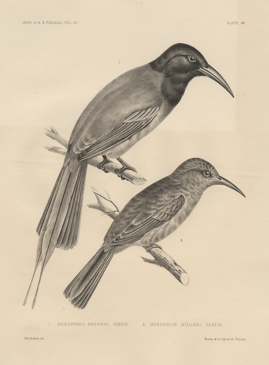 1. Meropogan Breweri und 2. Meropiscus Mulleri, Lithographie von J.T. Bowen, 1850 von Otto Koehler