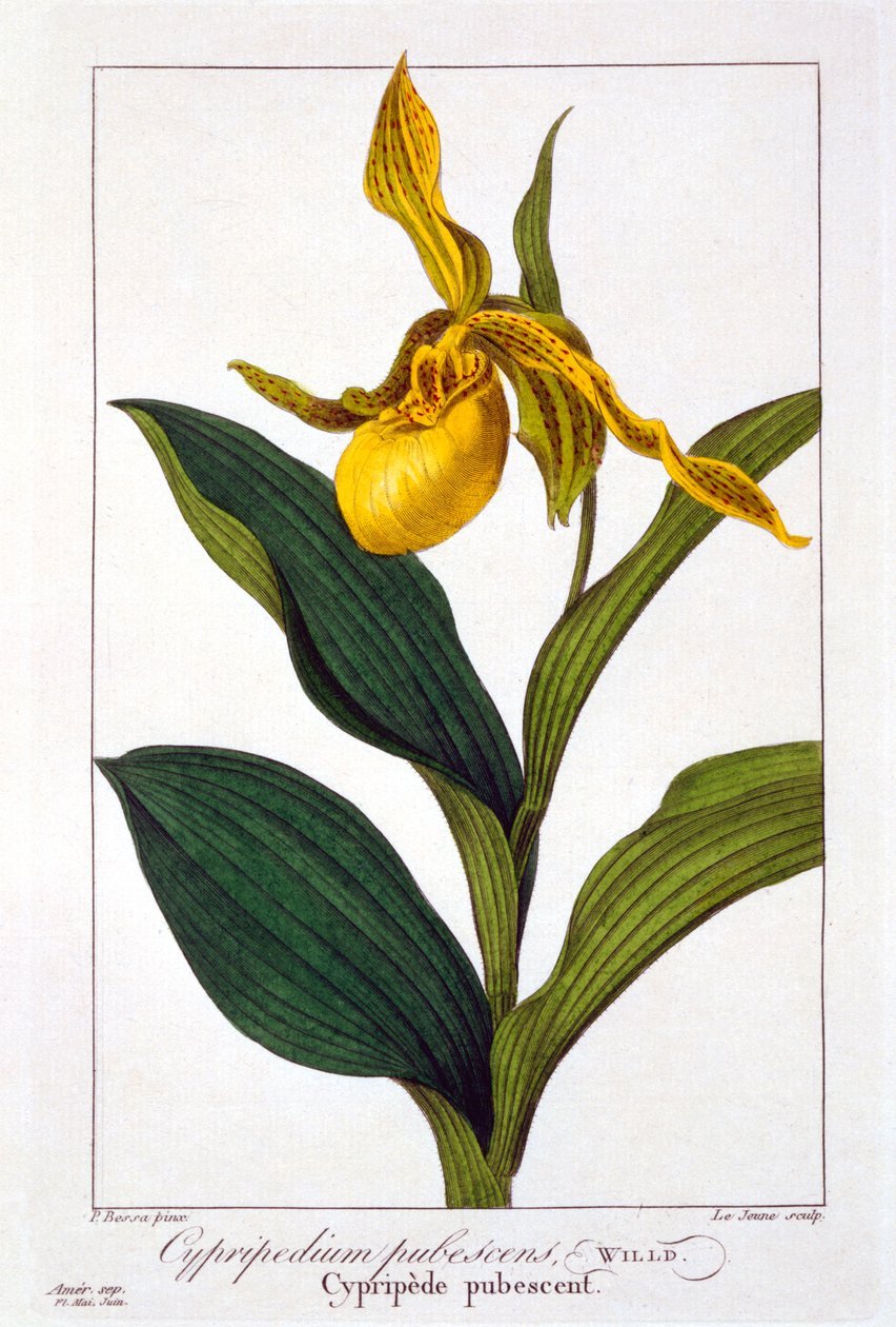 Cypripedium, 1836 (handkolorierter Stich) von Pancrace Bessa