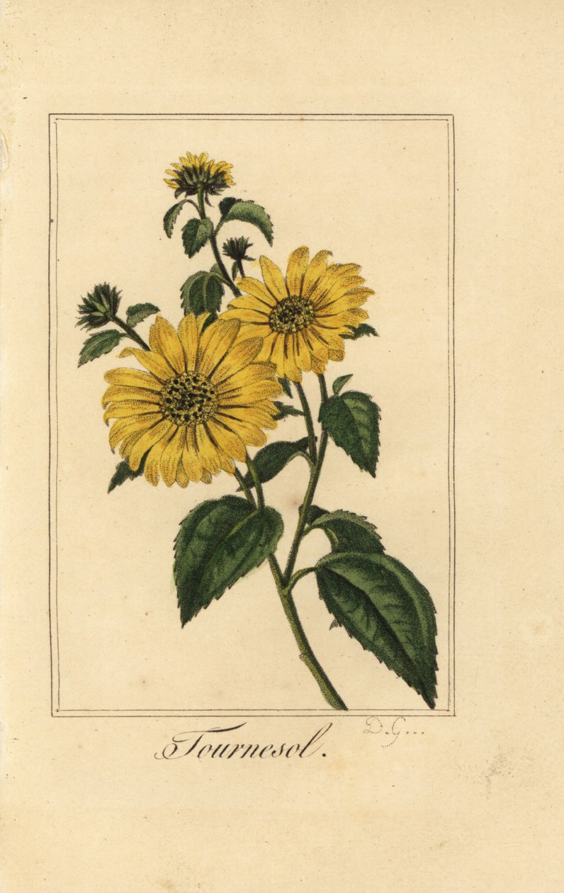 Sonnenblume, Tournesol, Helianthus annuus von Pancrace (after) Bessa