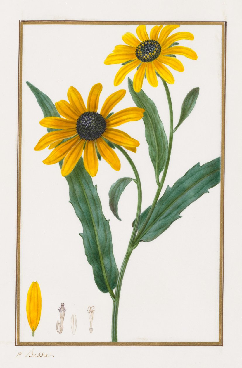 Schwarzäugige Susanne, 1828-1835 von Pancrace Bessa