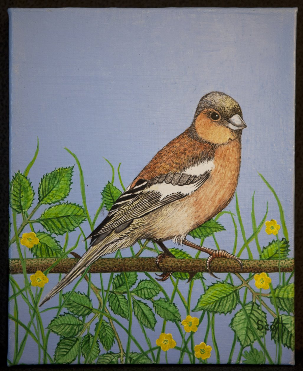 Buchfink, 2016 von Pat Scott