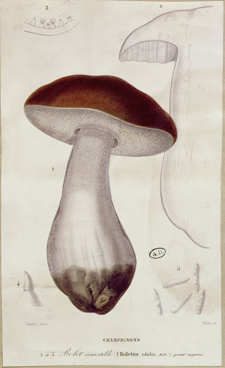 Boletus edulis, Illustration für eine Ausgabe von 