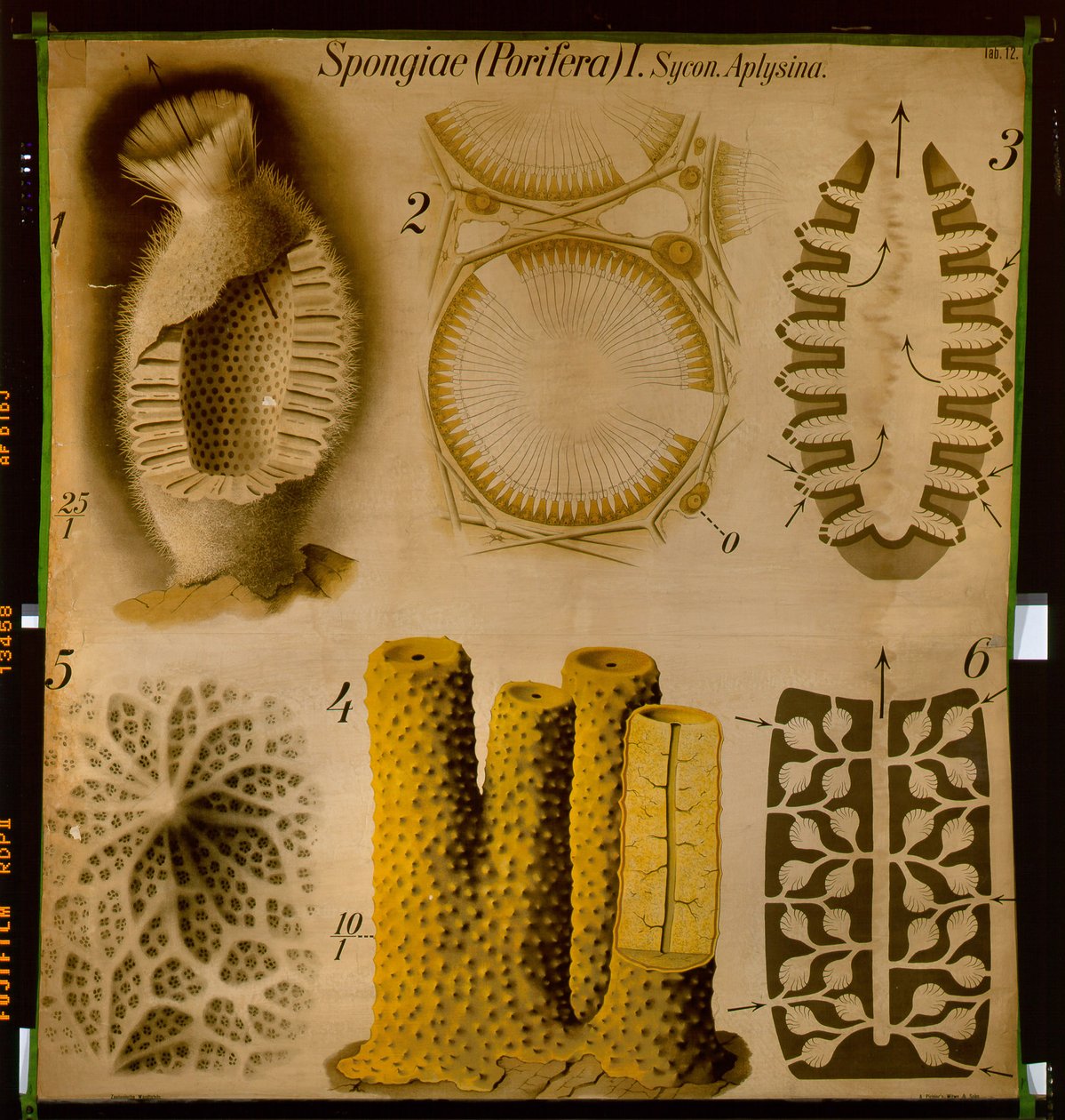 Sycon und Aplysina, Nr.12, Pfurtscheller