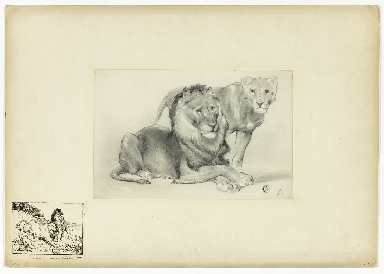 Löwe und Löwin von Paul Friedrich Meyerheim