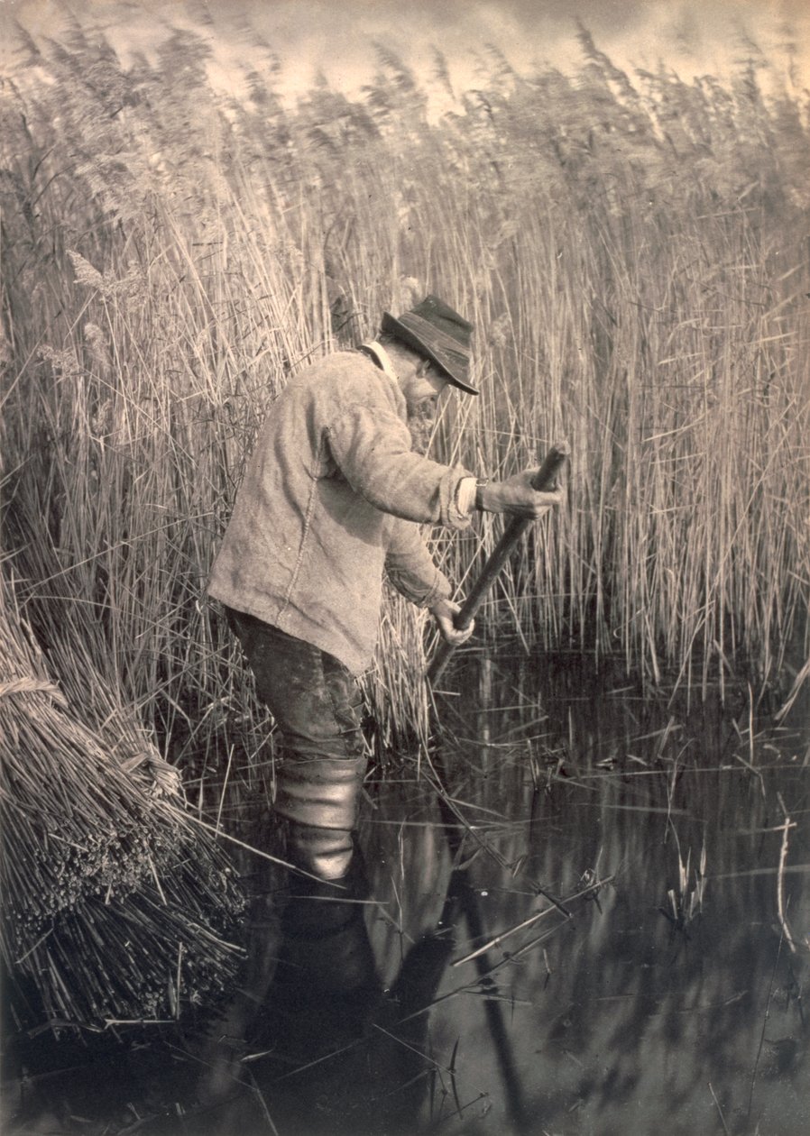 Ein Schilfschneider bei der Arbeit, Leben und Landschaft auf den Norfolk Broads, ca. 1886 von Peter Emerson und Thomas Goodall