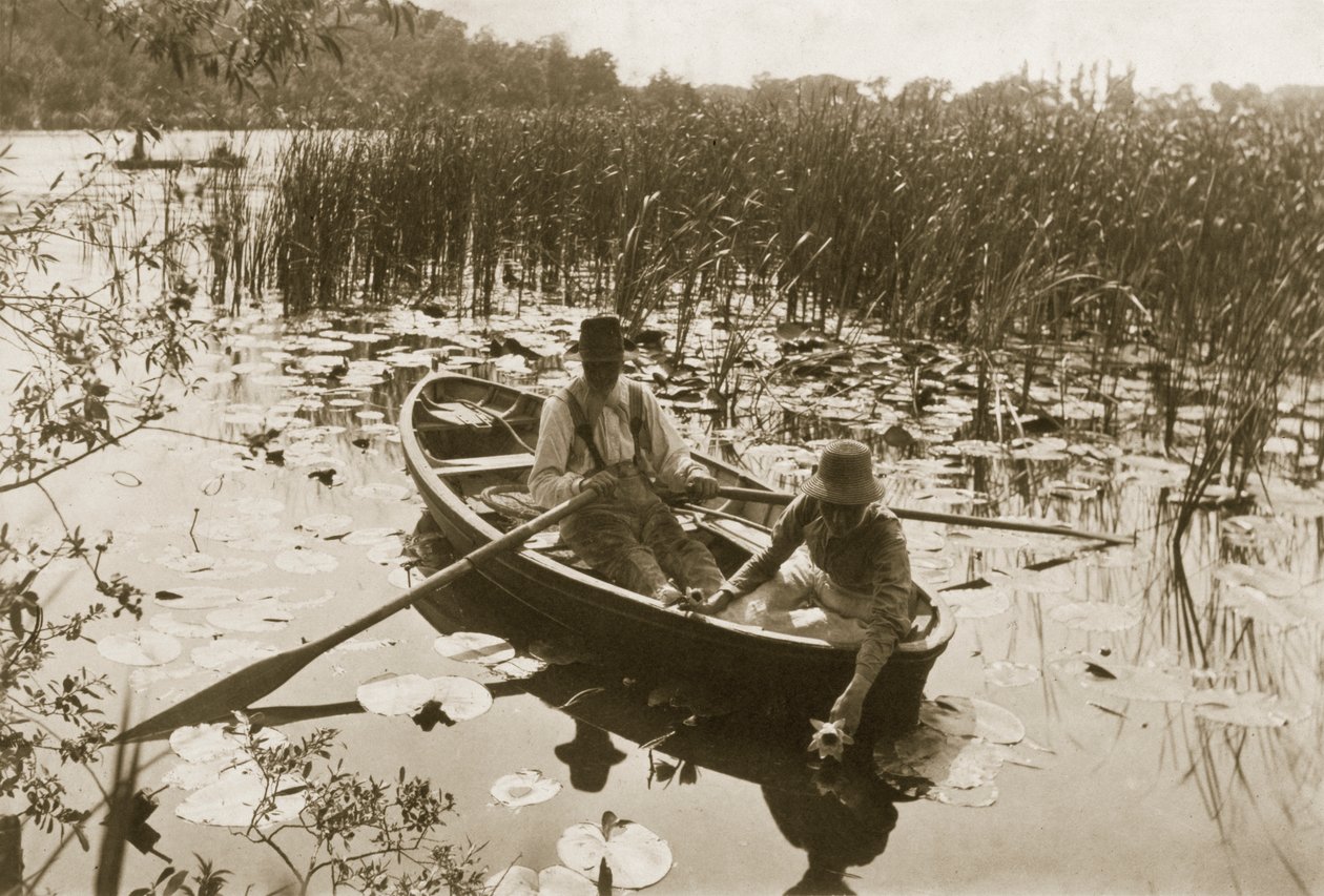 Wasserlilien sammeln, 1886 von Peter Emerson und Thomas Goodall