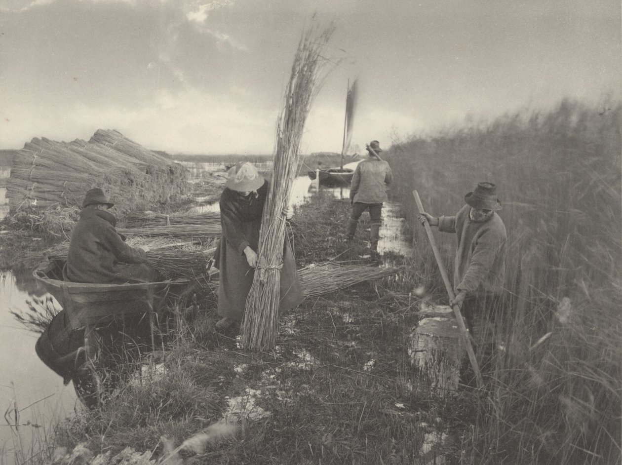 Während der Schilfernte von Peter Henry Emerson and T.F. Goodall