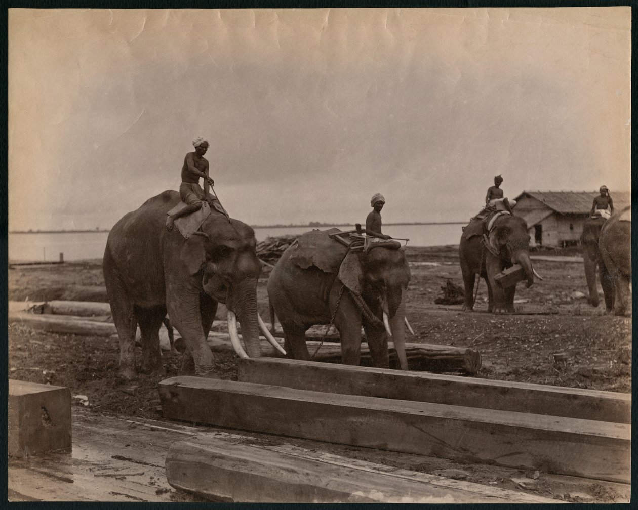 Arbeiten mit Elefanten, ca. 1880 von Philip Adolphe Klier