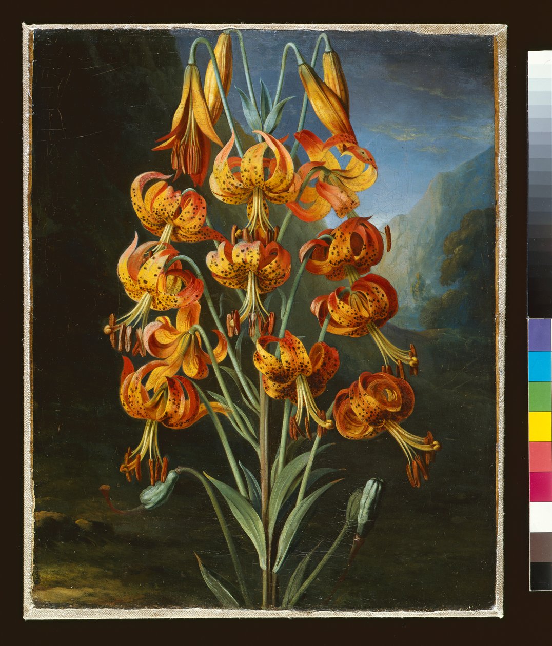 Lilium Superbum, gemalt für R. J. Thorntons `Temple of Flora, ca. 1798 von Philip Reinagle