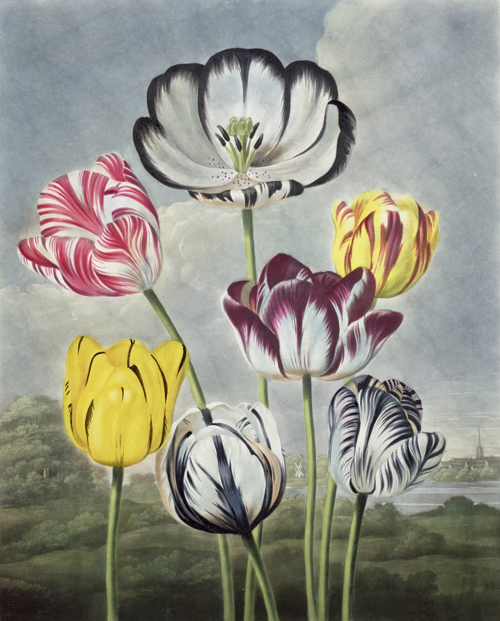 Tulpen, aus 