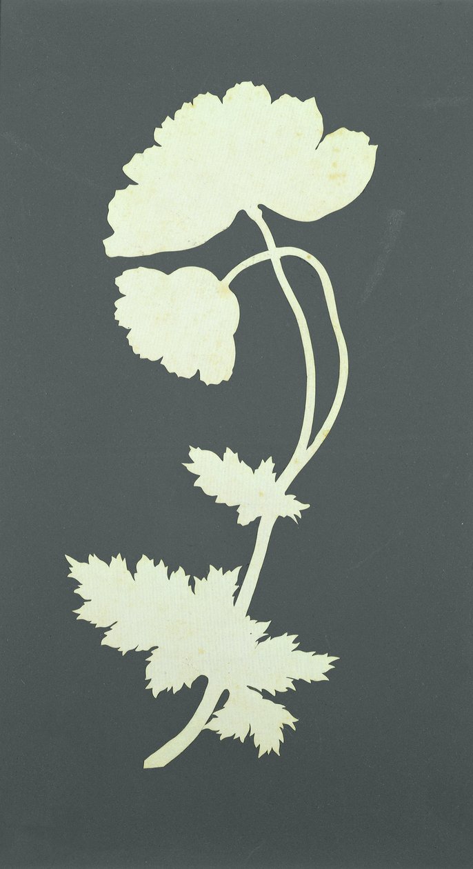 Mohnblume von Philipp Otto Runge
