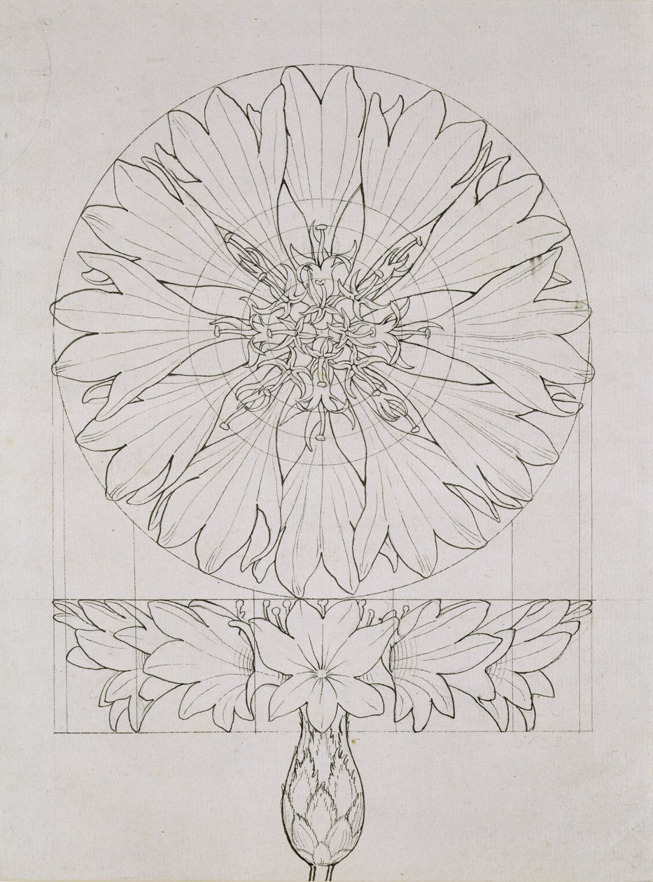 Studie für eine Kornblume von Philipp Otto Runge