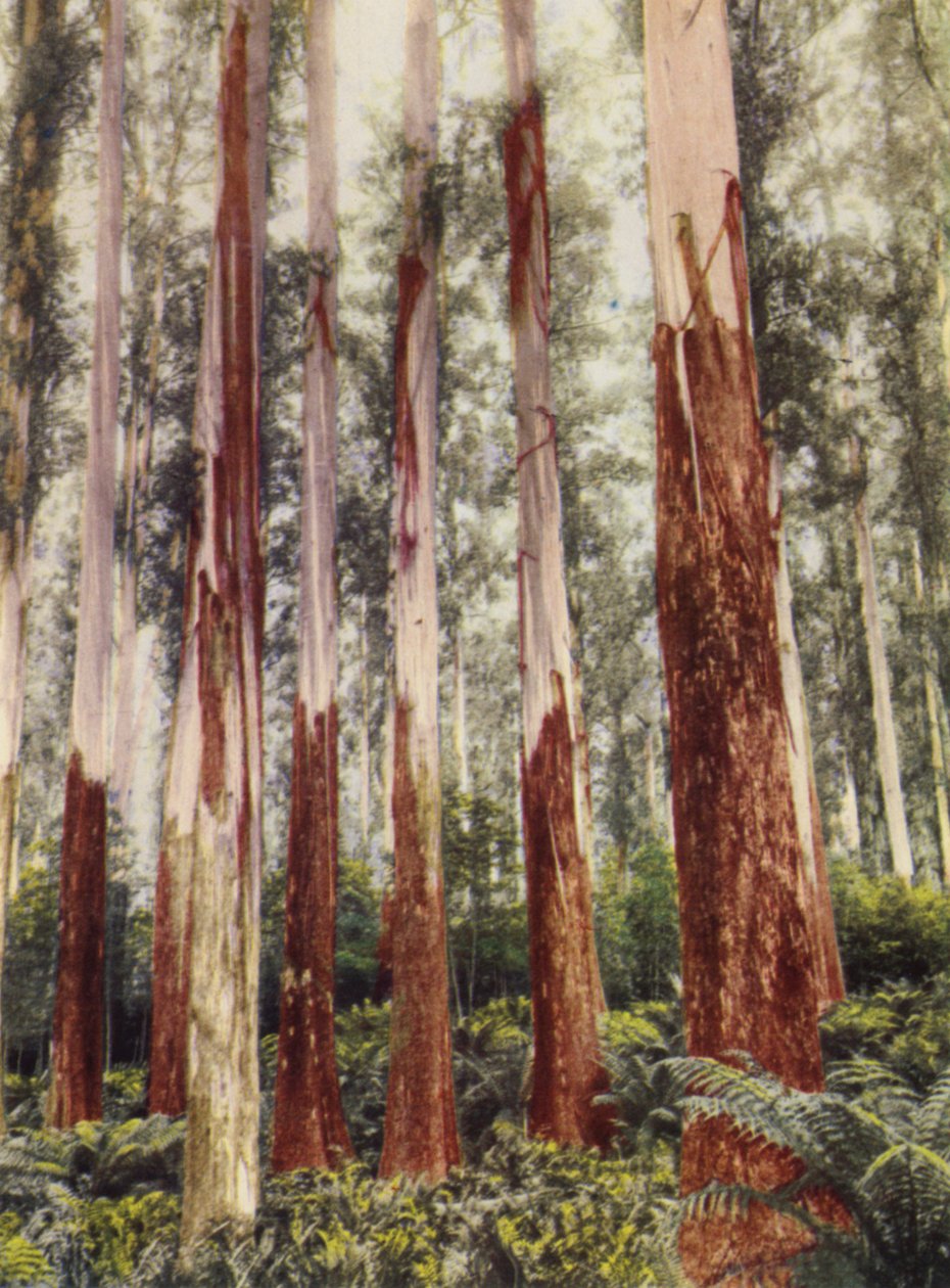 Ein Waldtal von Photographer Australian