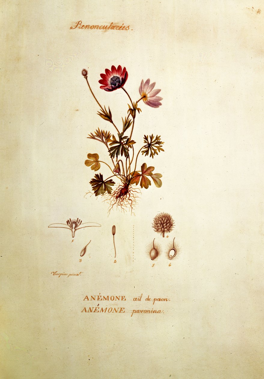 Anemone von Pierre Jean Francois Turpin