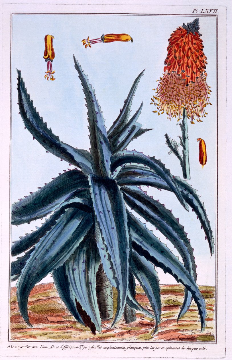 Aloe, Illustration aus 